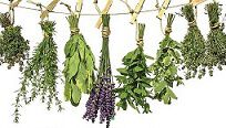 ZIOŁA od A-Z