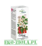 PhytoPharm Intractum Crataegi (wyciąg z kwiatów głogu) 100ml, Lek OTC - 2